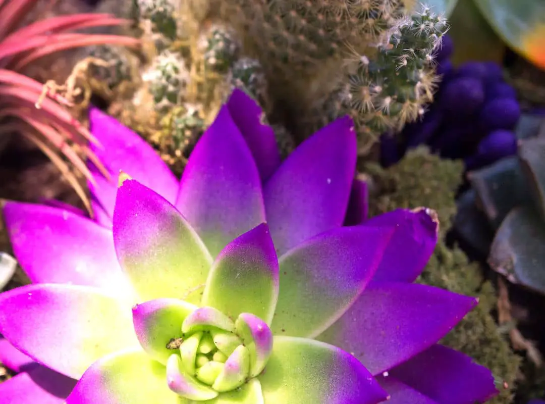 How To Dye Succulent Plants? ( An Easy Way ) | Succulent Thrive