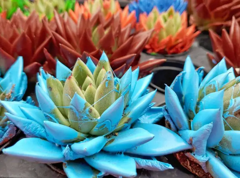 How To Dye Succulent Plants? ( An Easy Way ) | Succulent Thrive