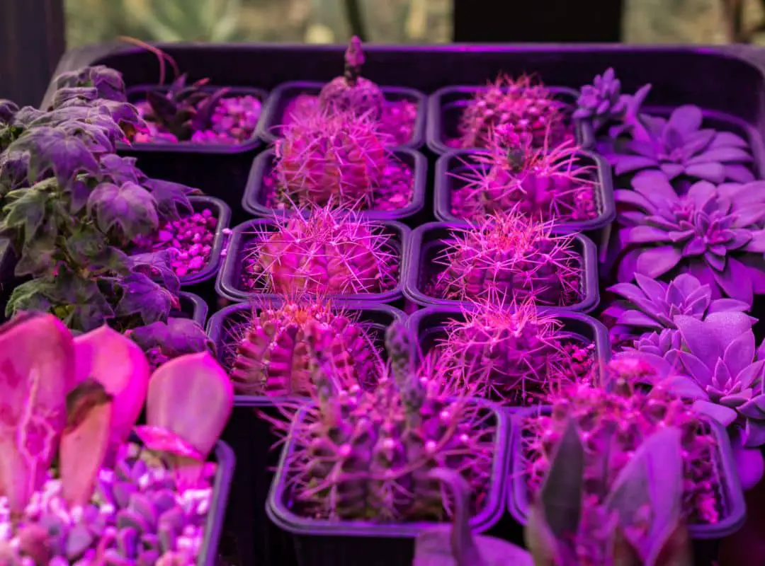 How To Dye Succulent Plants? ( An Easy Way ) | Succulent Thrive