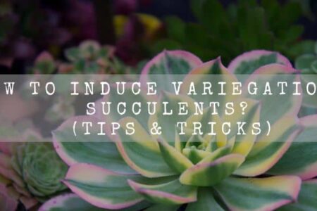 How To Induce Variegation In Succulents? (5 Methods)