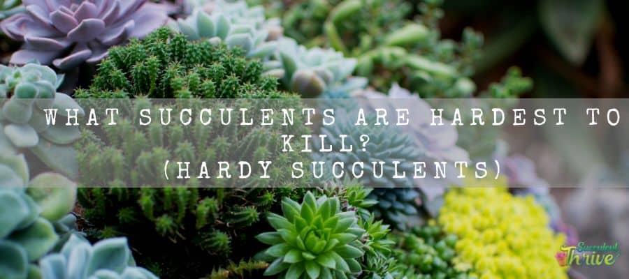 How To Induce Variegation In Succulents