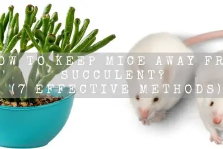 How To Keep Mice Away From Succulent? (7 Effective Methods)