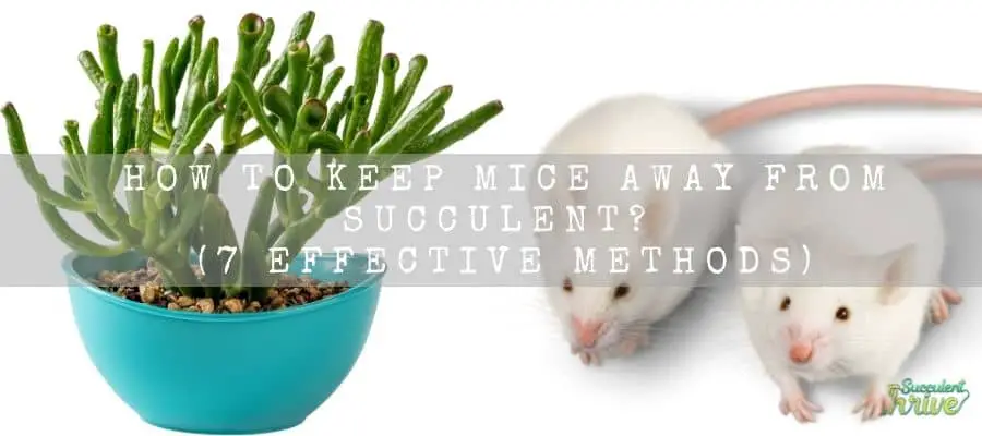 How To Keep Mice Away From Succulent