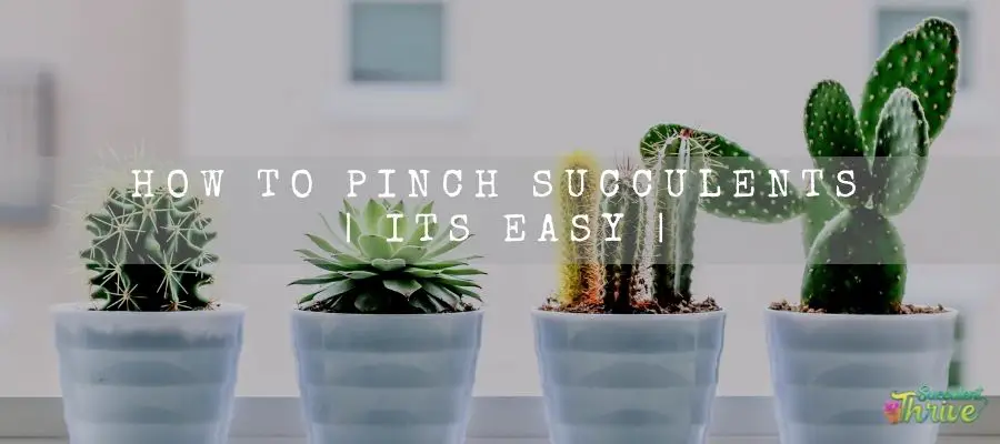 How To Pinch Succulents