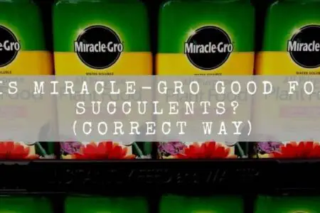 Is Miracle-Gro Good For Succulents? (Correct Way)