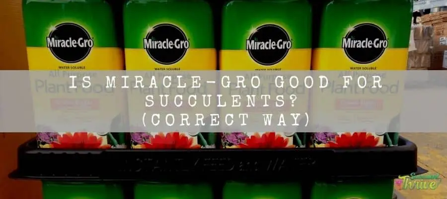 Is Miracle-Gro Good For Succulents