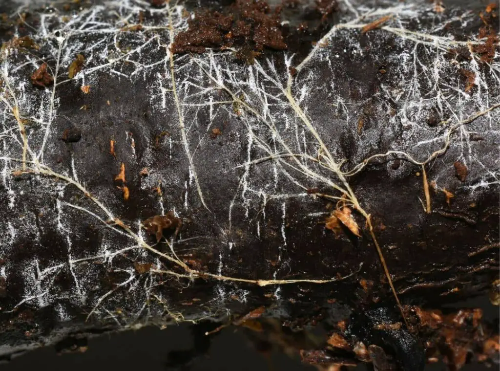 Mold in Succulent Soil