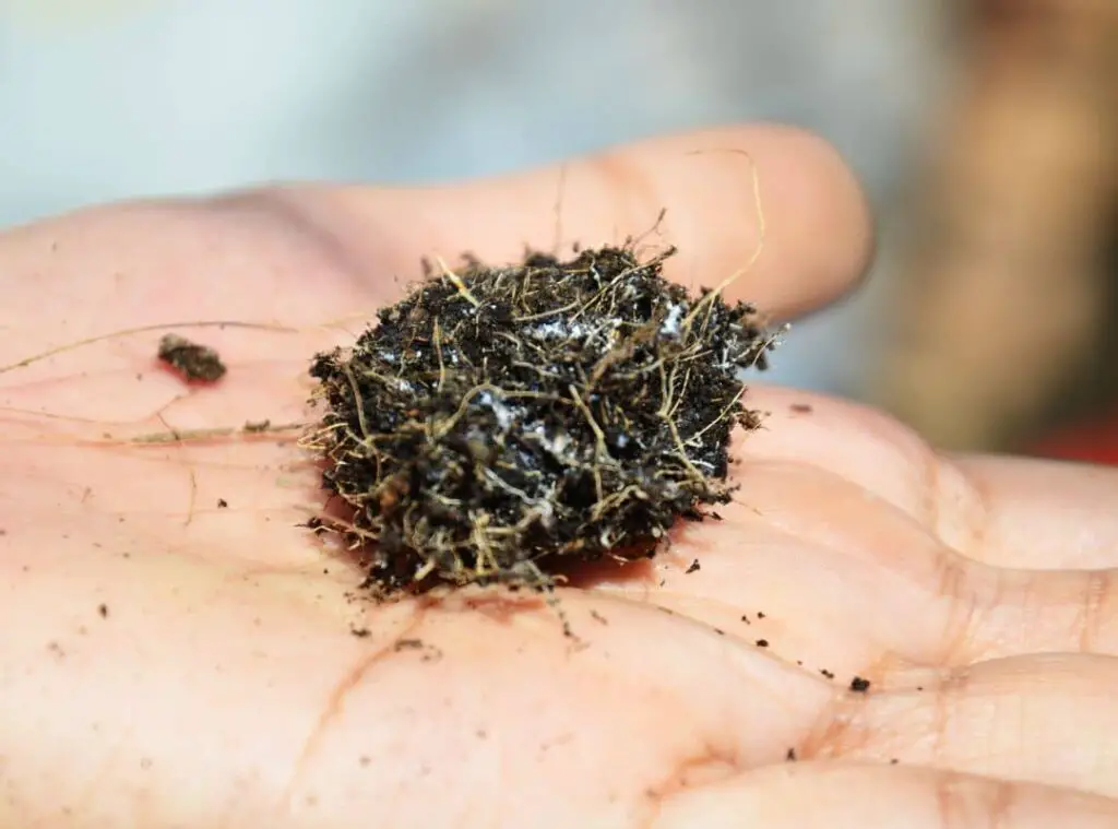 Mold in Succulent Soil