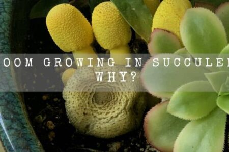 Mushroom Growing In Succulent Pot : Why?