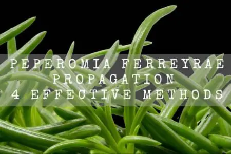 Peperomia Ferreyrae Propagation, 4 Effective Methods
