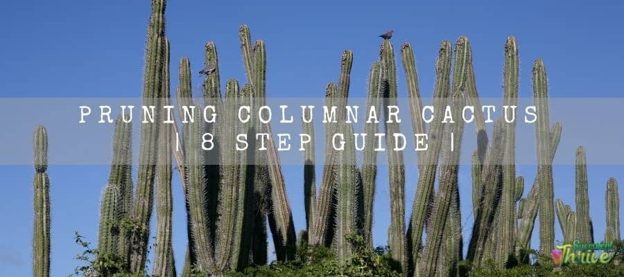 Pruning Columnar Cactus