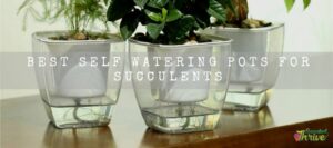 Self Watering Pots For Succulents