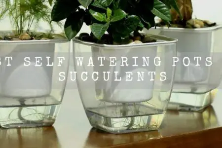 Best Self Watering Pots For Succulents