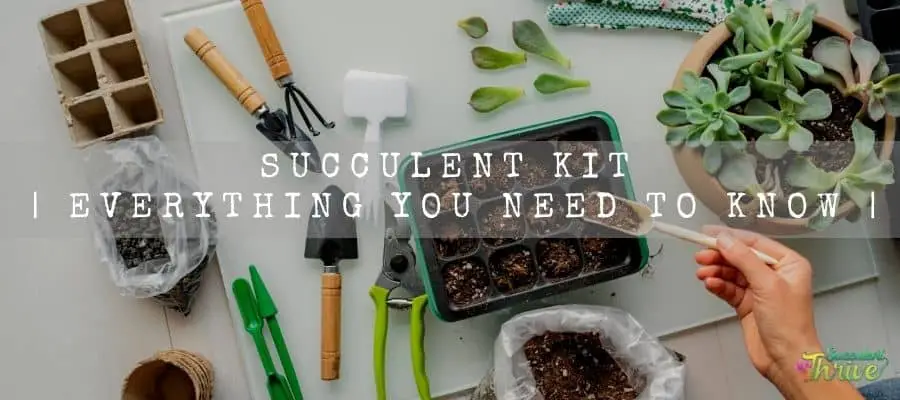 Succulent Kit