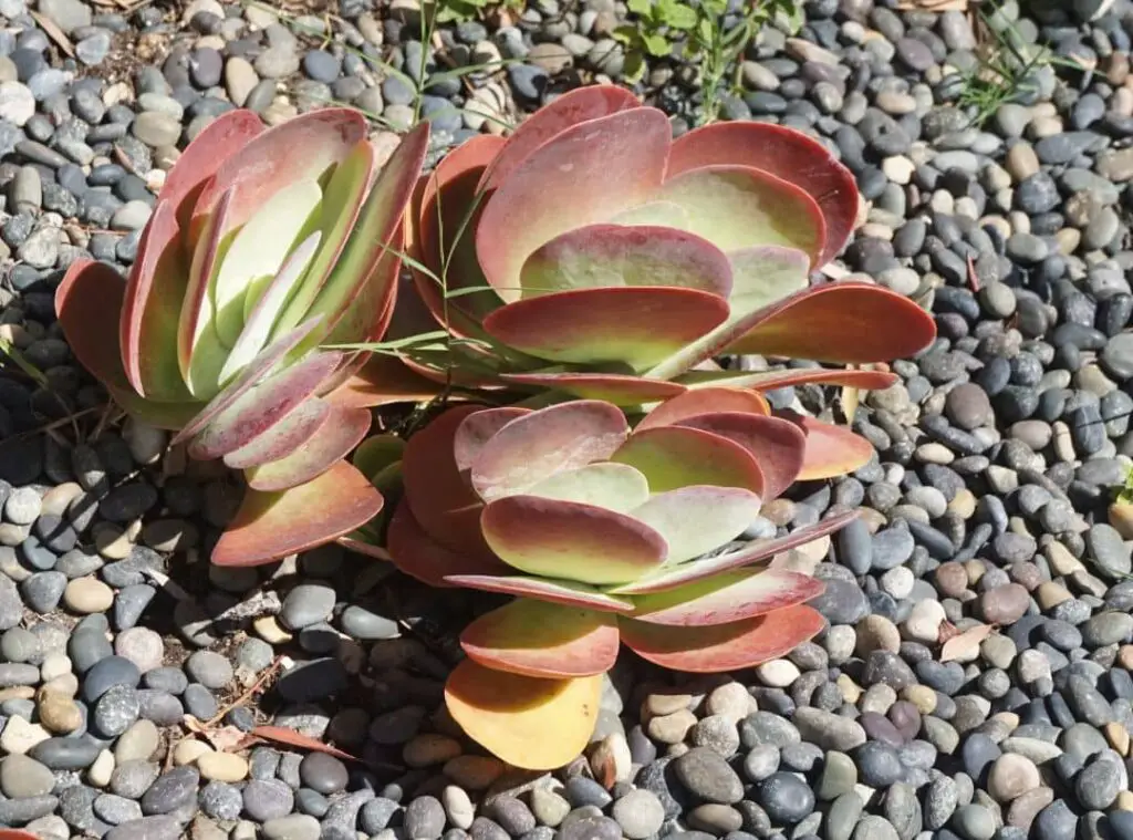 How To Induce Variegation In Succulents