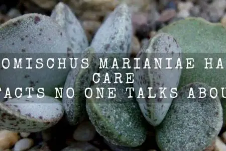 Adromischus Marianiae Hallii Care |Facts No One Talks About|