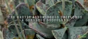 Adromischus Triflorus
