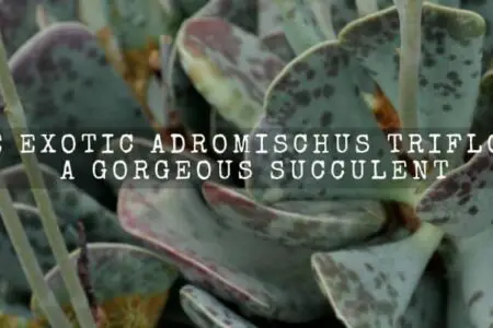 The Exotic Adromischus Triflorus–A Gorgeous Succulent