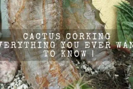 Cactus Corking (Everything You Ever Wanted to Know)