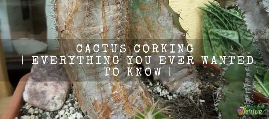 Cactus Corking