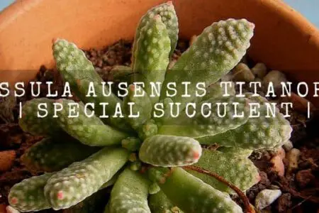 Crassula Ausensis Titanopsis | Special Succulent |