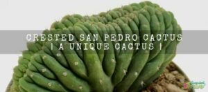 Crested San Pedro Cactus