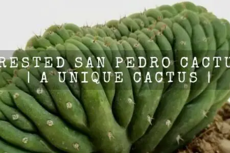 Crested San Pedro Cactus | A Unique Cactus |