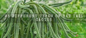 Different Types Of Rat Tail Cactus