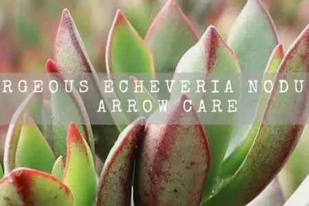 Gorgeous Echeveria Nodulosa Arrow Care
