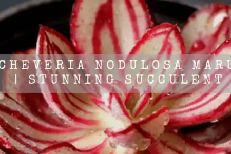 Echeveria Nodulosa Maruba | Stunning Succulent |