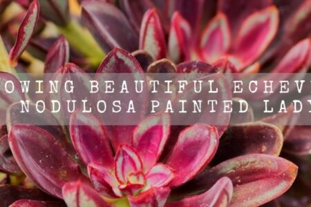 Growing Beautiful Echeveria Nodulosa Painted Lady
