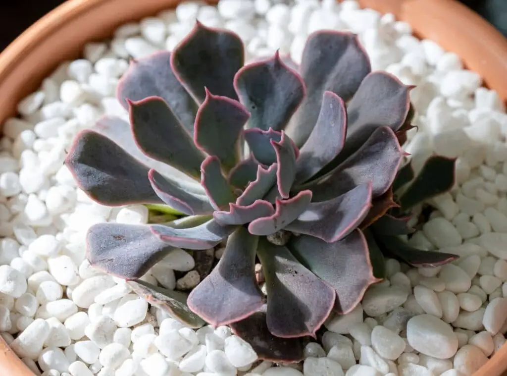 Echeveria Shaviana