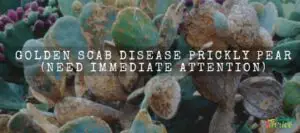 Golden Scab Disease Prickly Pear