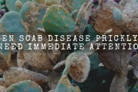 Golden Scab Disease Prickly Pear (Need Urgent Attention)