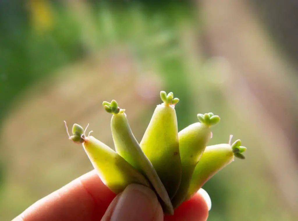 How Succulents Reproduce