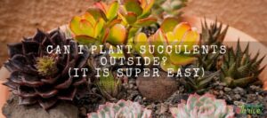Can I Plant Succulents Outside