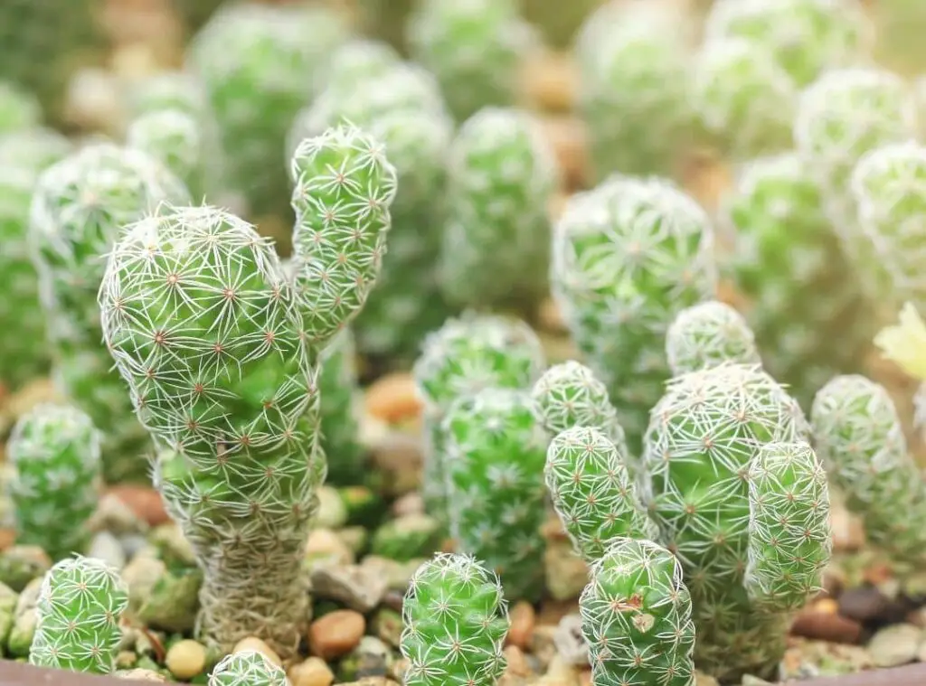 Mammillaria Gracilis