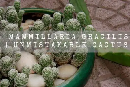 Mammillaria Gracilis | Unmistakable Cactus |
