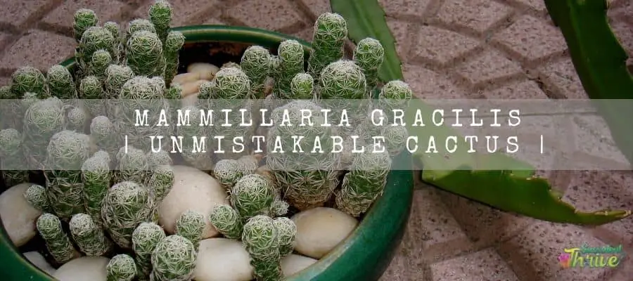 Mammillaria Gracilis