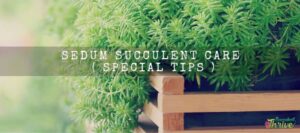 Sedum Succulent care