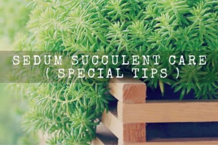 Sedum Succulent Care ( Special Tips )