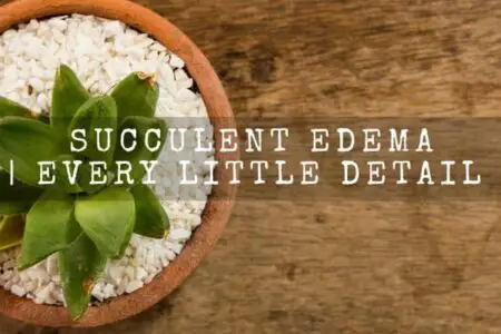 Succulent Edema | Every Little Detail You Should Know |