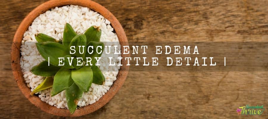 Succulent Edema