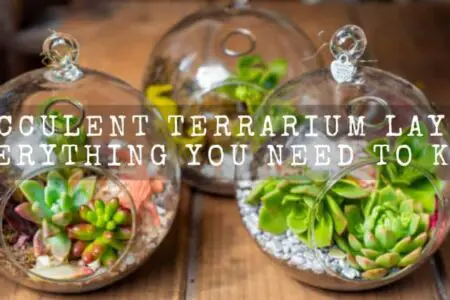 Succulent Terrarium Layers |Everything You Need To Know|