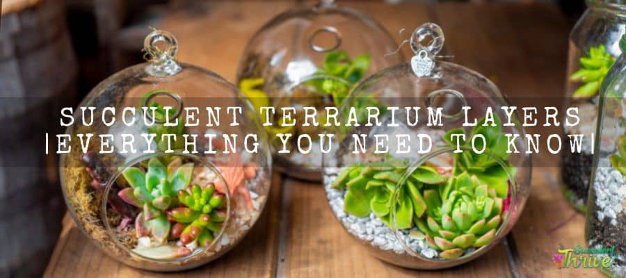 Succulent Terrarium Layers 