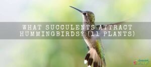 What Succulents Attract Hummingbirds