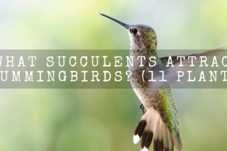 What Succulents Attract Hummingbirds? (11 Plants)