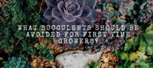 What Succulents Should Be Avoided for First Time Growers