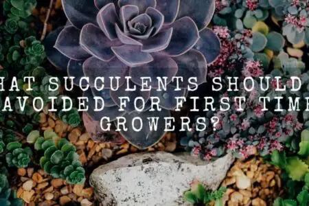 What Succulents Should Be Avoided for 1st Time Growers? 