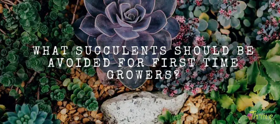 What Succulents Should Be Avoided for 1st Time Growers